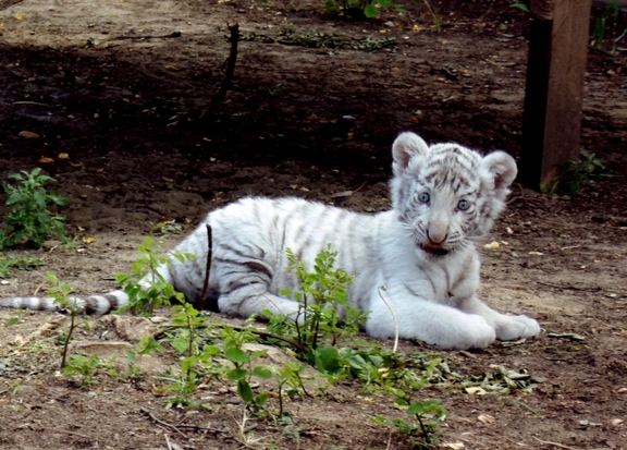 Magán Zoo kedvencei