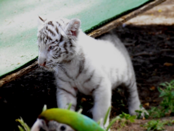 Magán Zoo kedvencei