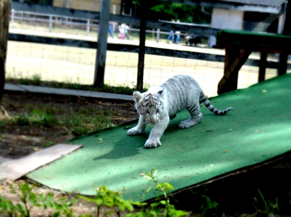 Magán Zoo kedvencei