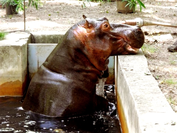 Magán Zoo kedvencei