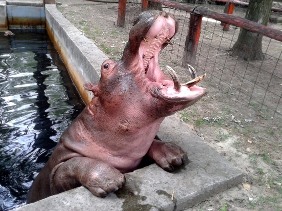 Magán Zoo kedvencei