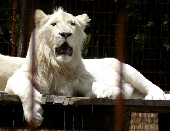 Magán Zoo kedvencei