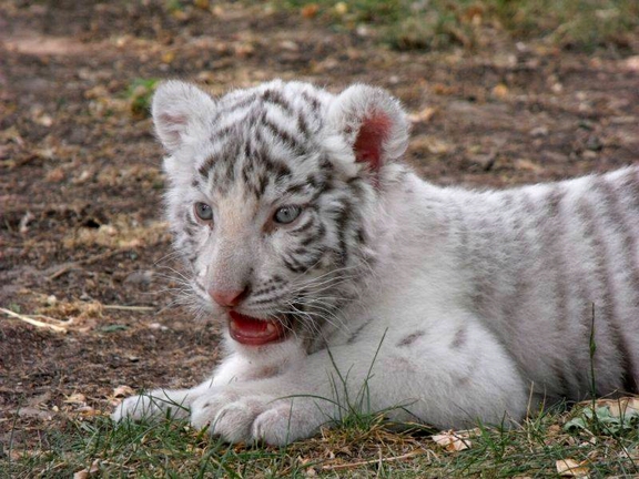 Magán Zoo kedvencei