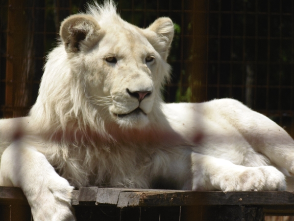 Magán Zoo kedvencei