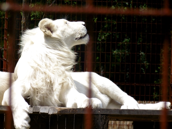 Magán Zoo kedvencei