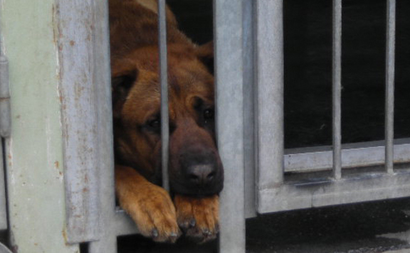 illatos út kutyus lead