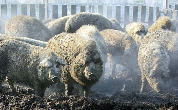 mangalica