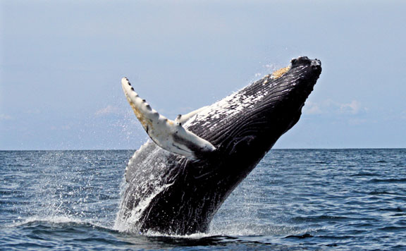 Forrás: mh hosszúszárnyú bálna 20150713