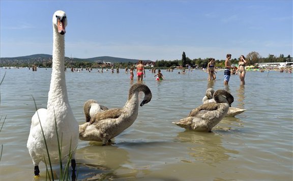 velencei strand lead