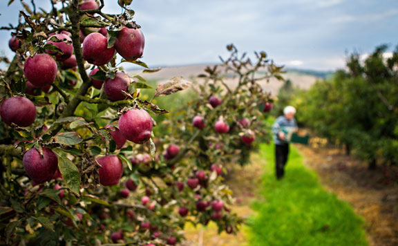 FruitVeb: a vártnál gyengébb lehet az európai almatermés