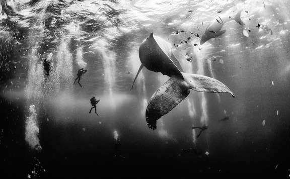 natgeo1_576