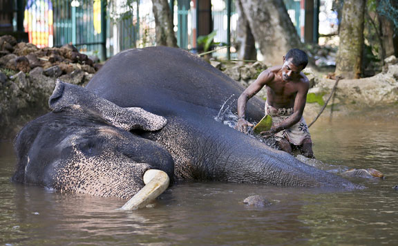 elefant