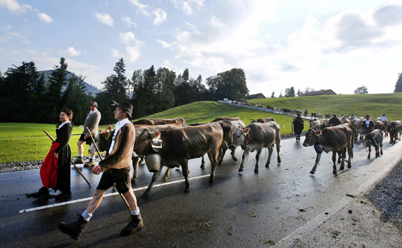 Almabtrieb 20150912