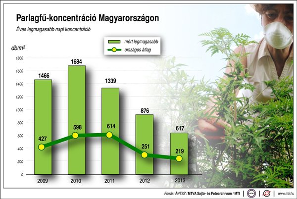 parlagfűkoncentráció
