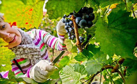 Forrás: mh szőlő 20151010