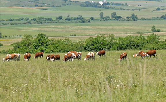 Forrás: mh Szarvasmarha