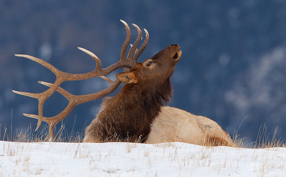 yellowstone_bölény576