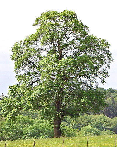 mezei szil  20160119