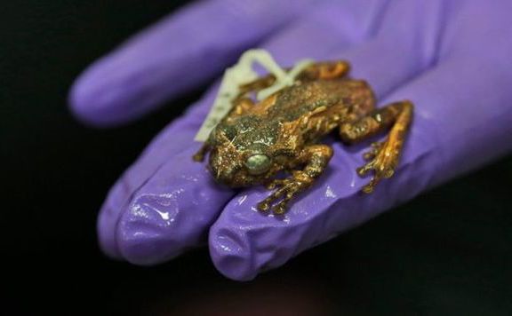 Forrás: mh béka576