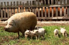 Forrás: mh mangalica