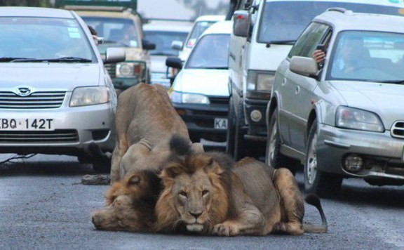 oroszlán_nairobi576