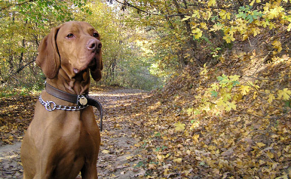 Forrás: mh vizsla 20160329