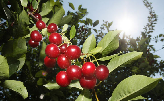 Forrás: mh gyümölcsfa 20160422