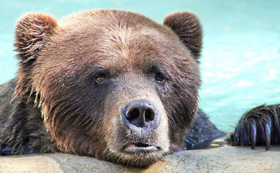 Romániában 243 medvét lőttek ki engedéllyel 2019 júliusa óta