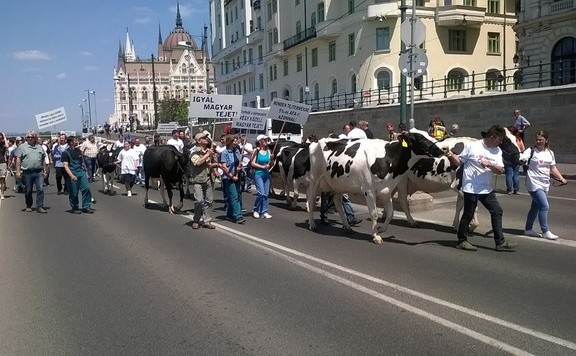 Forrás: mh tejtermelő_tüntetés_lead