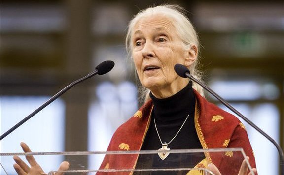 jane goodall lead
