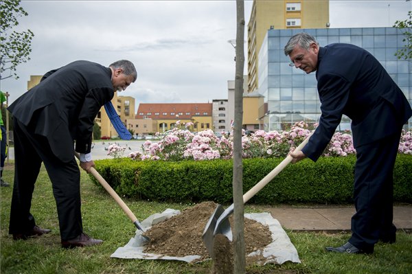 Forrás: mh Kövér-faültet