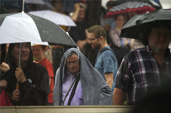 pedagógus tünti nagy