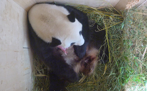 bébipanda_schönbrunn576