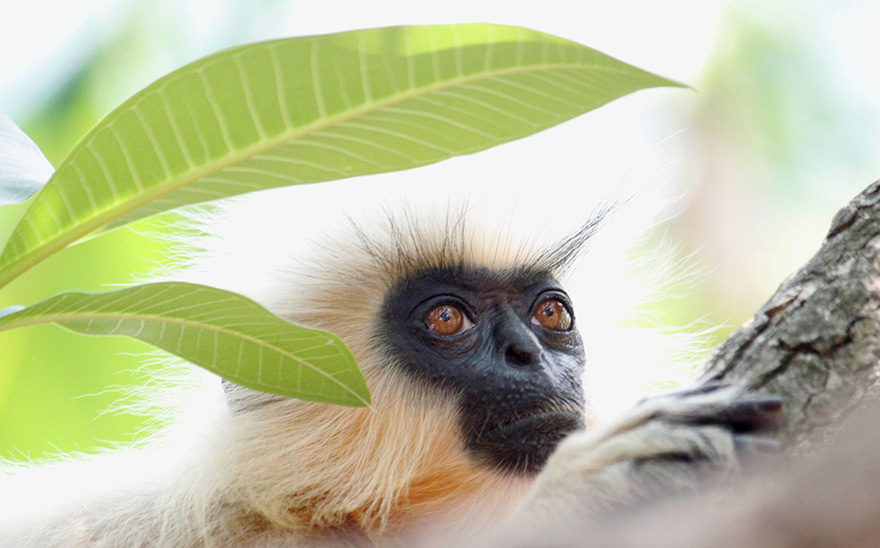 wpy_langur