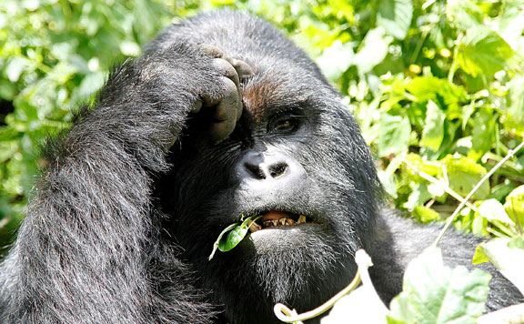 keleti gorilla 20160906