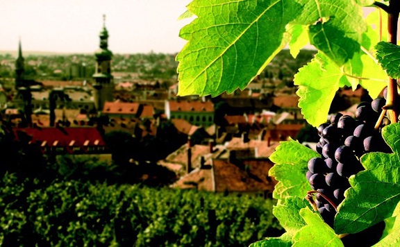 Sopron szüret