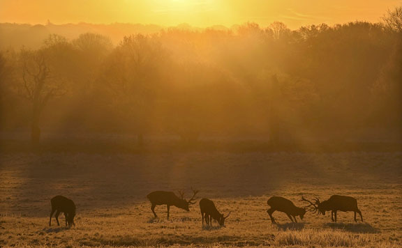 Richmond Park 20161201
