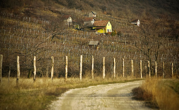 Forrás: mh szőlő 20161209