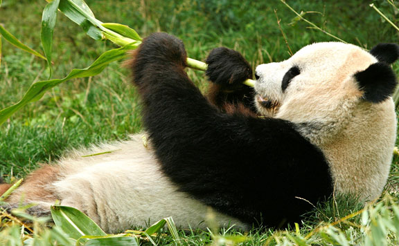 Forrás: mh panda