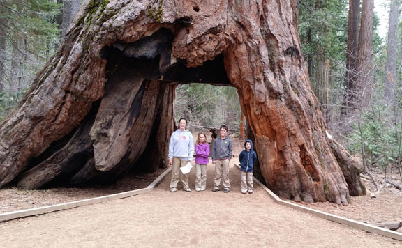 Pioneer Cabin Tree 20170112