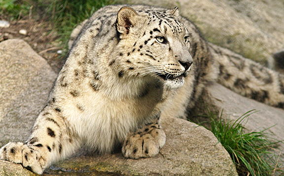 Forrás: mh hoparduc