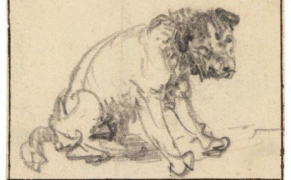 rembrandt kutya
