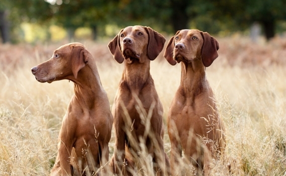vizslak