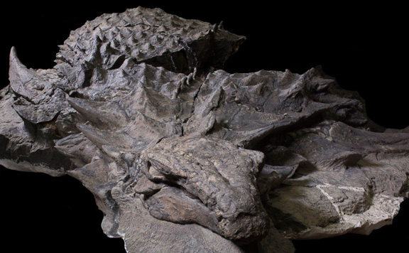 nodosaur