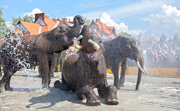 Forrás: mh elefant