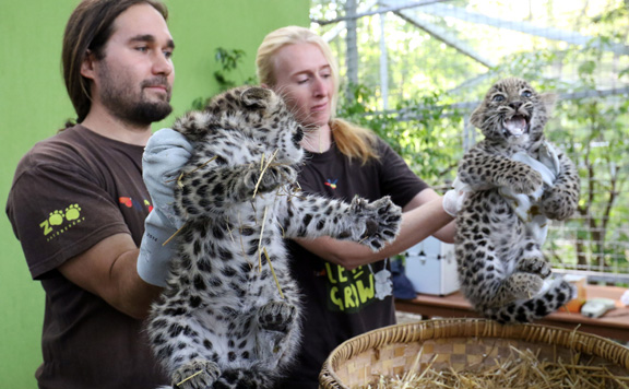 leopard