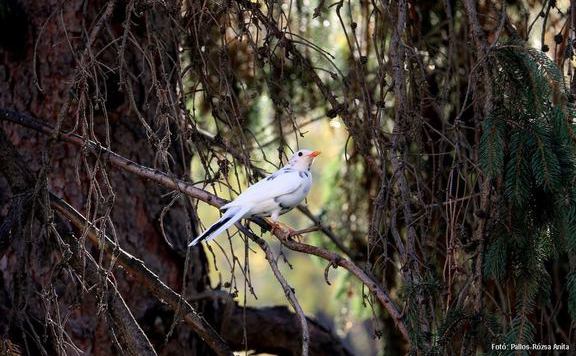 Forrás: mh fehér rigó