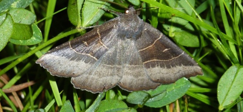 lepke