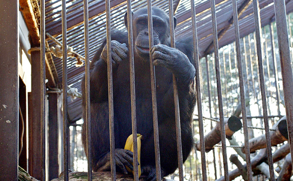 Elfogták a svéd állatkertben a még szabadon lévő csimpánzokat