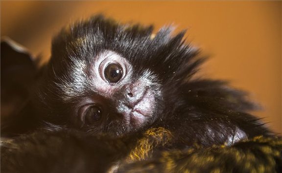 tamarin